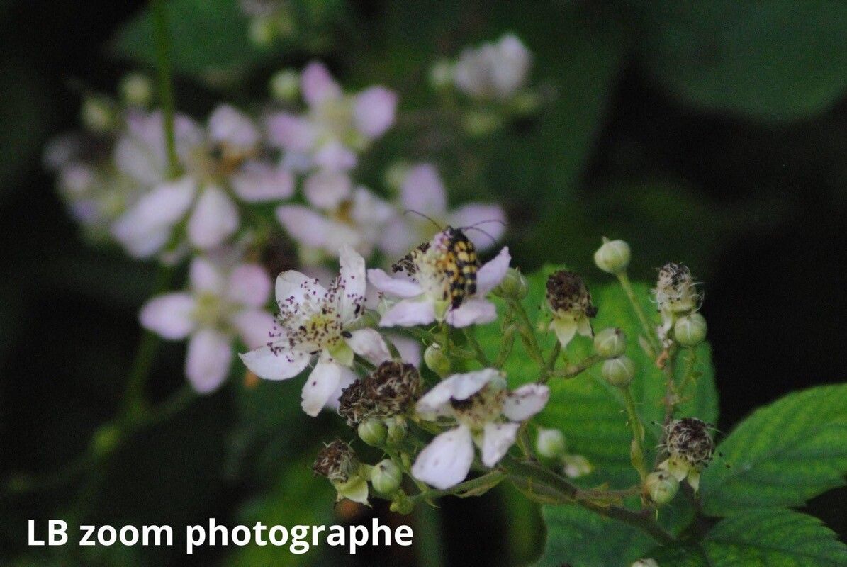 Rubus × collinus flower