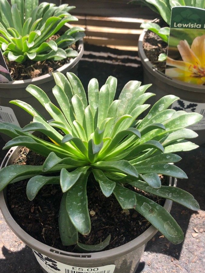 Lewisia longipetala — search result for 'Montiaceae'