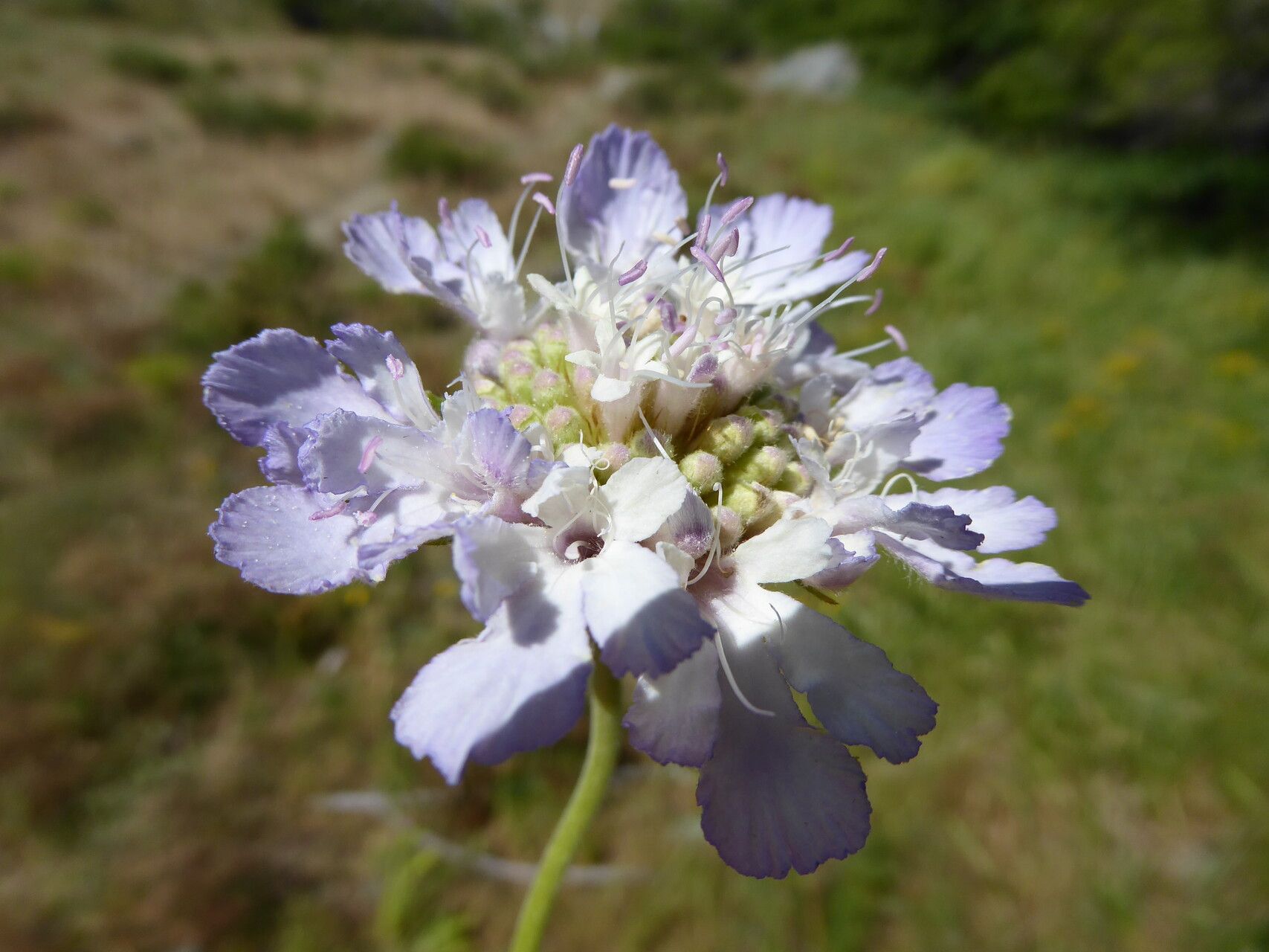 Lomelosia songarica flower