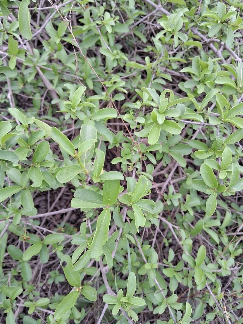 Cordia diffusa — houseplant care guide