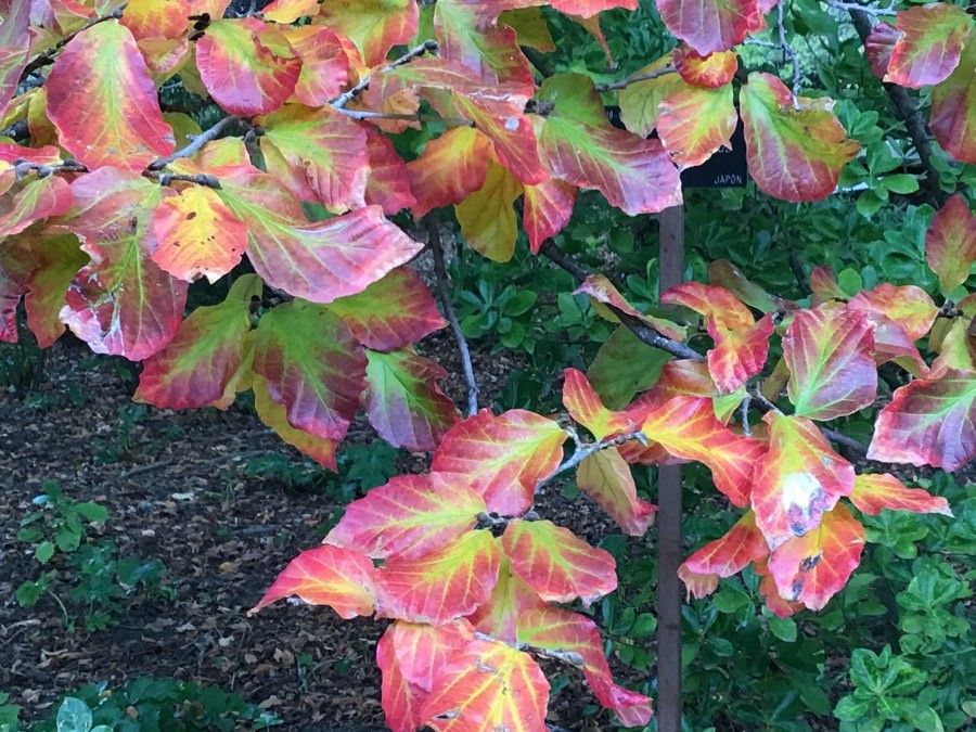 Parrotia subaequalis — related species from the same genus