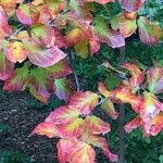 Parrotia subaequalis