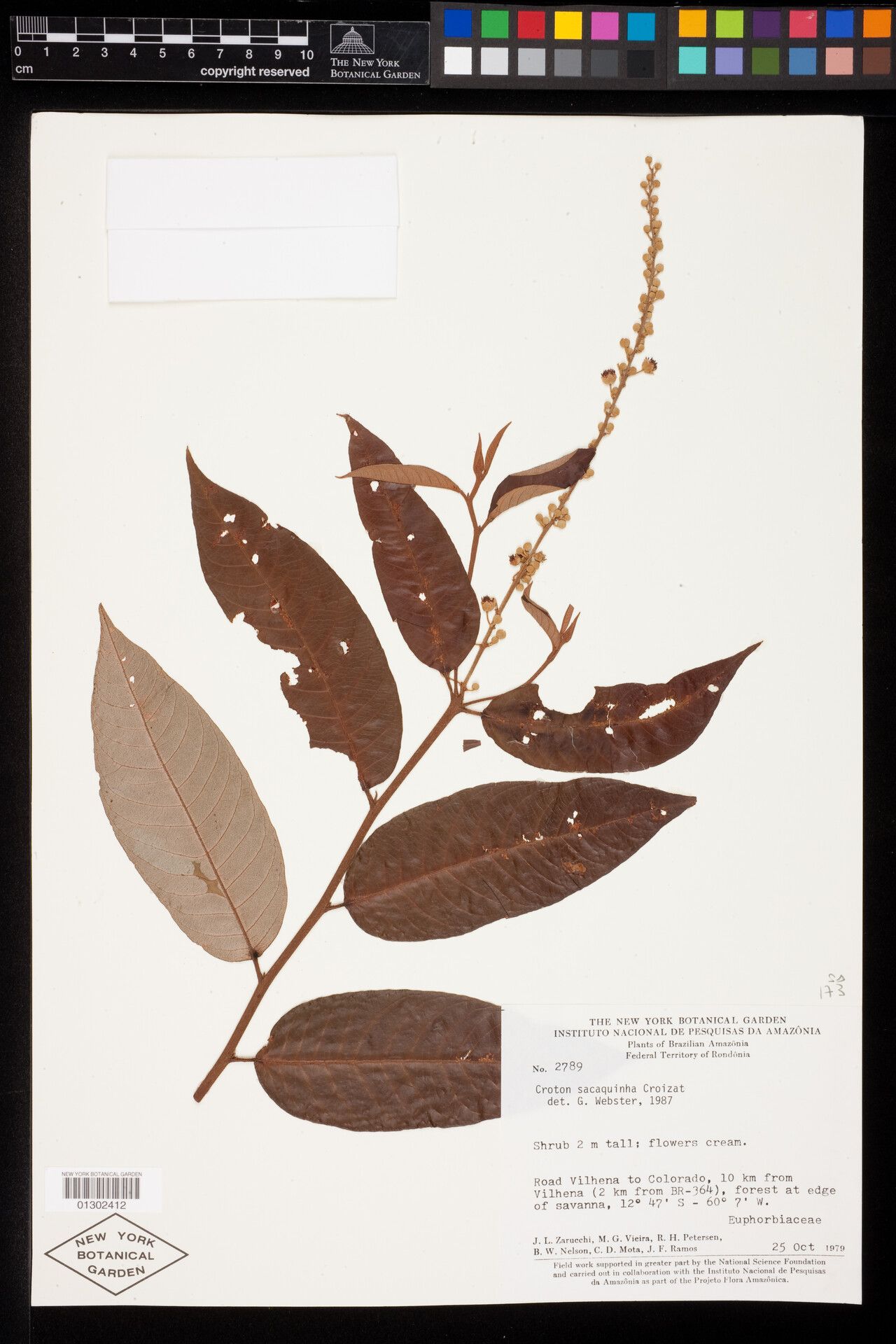 Croton viroleoides — houseplant care guide