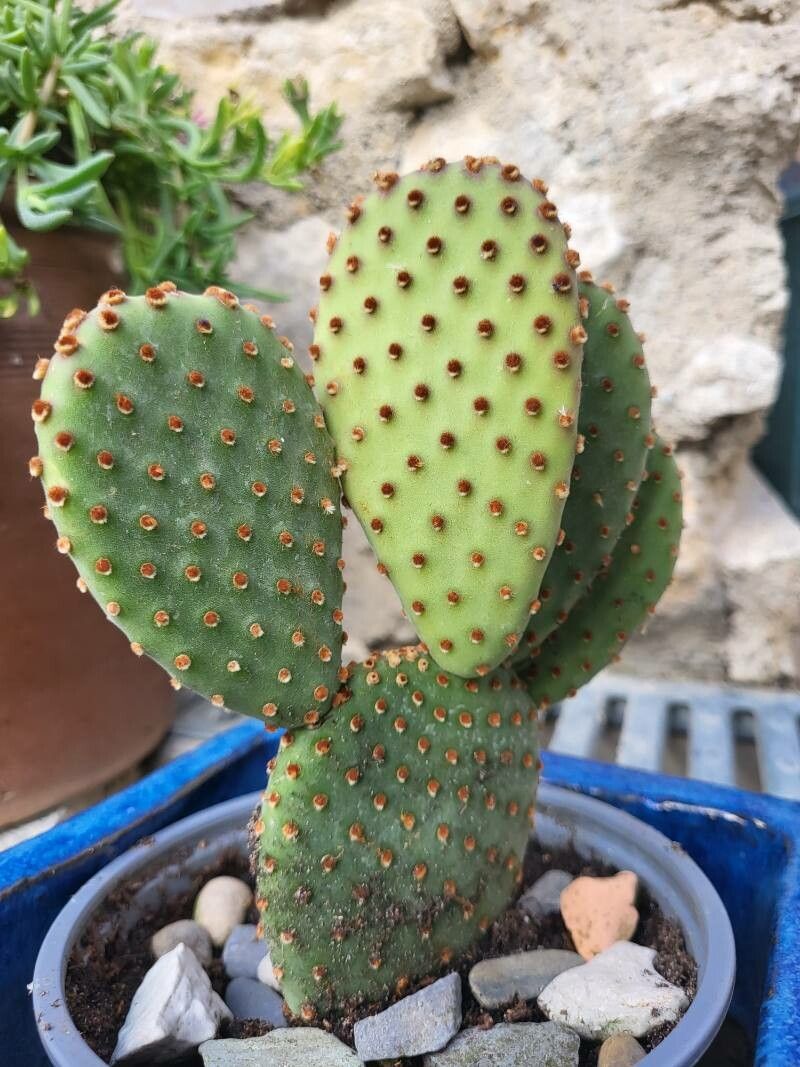Opuntia rufida leaf