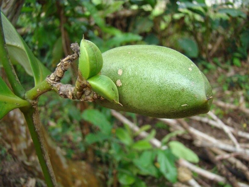 Tabernaemontana markgrafiana fruit
