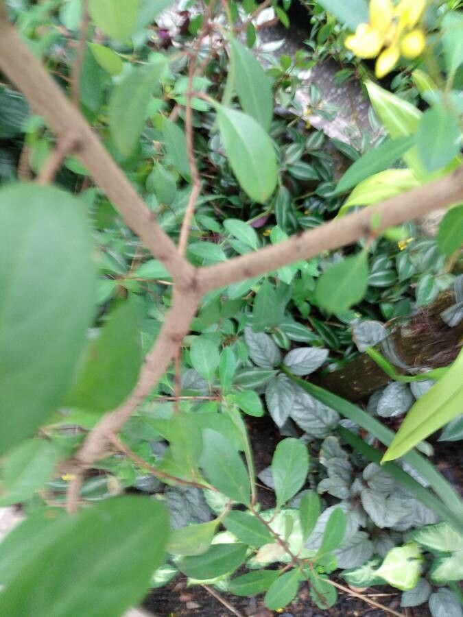 Galphimia glauca bark