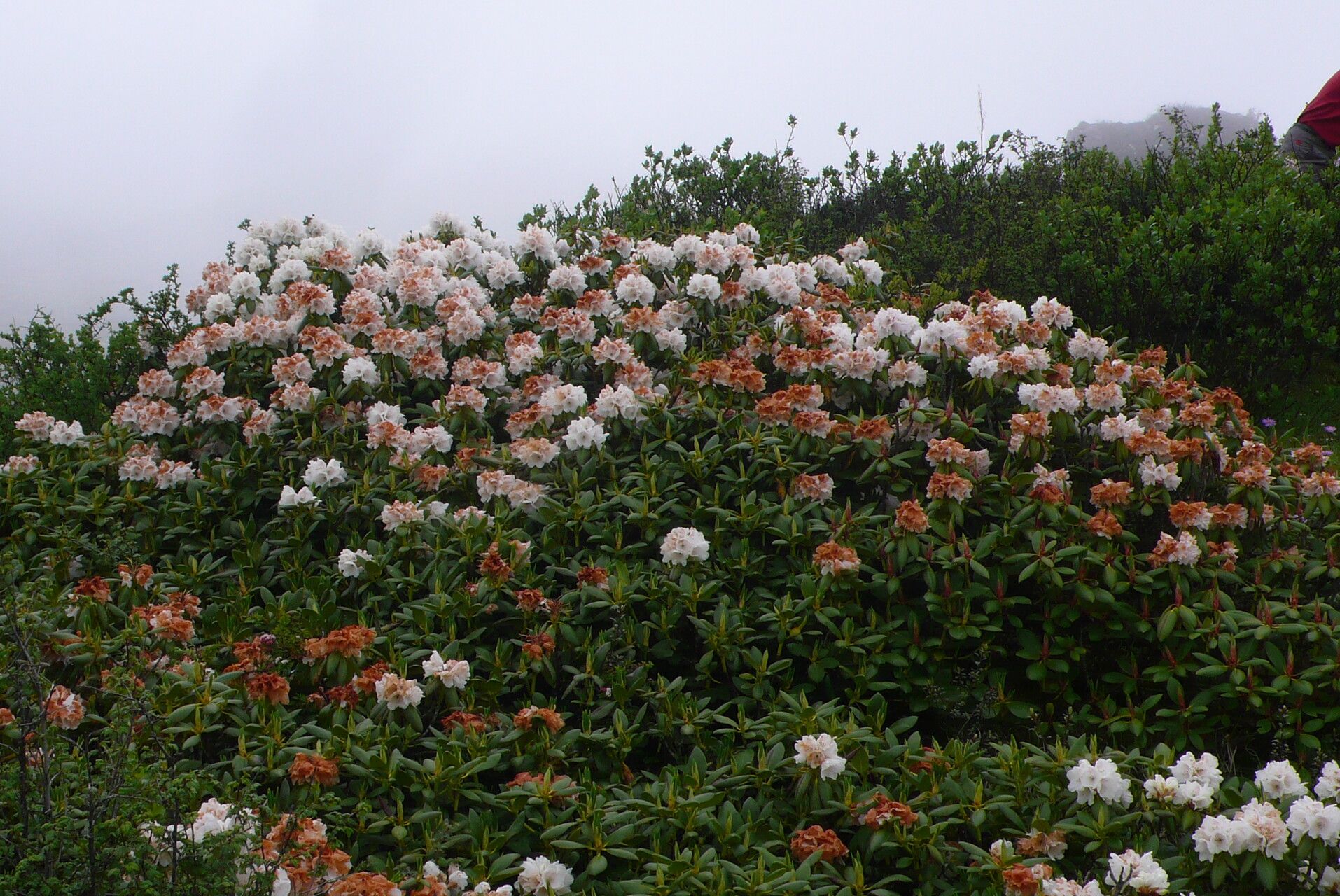 Rhododendron przewalskii habit