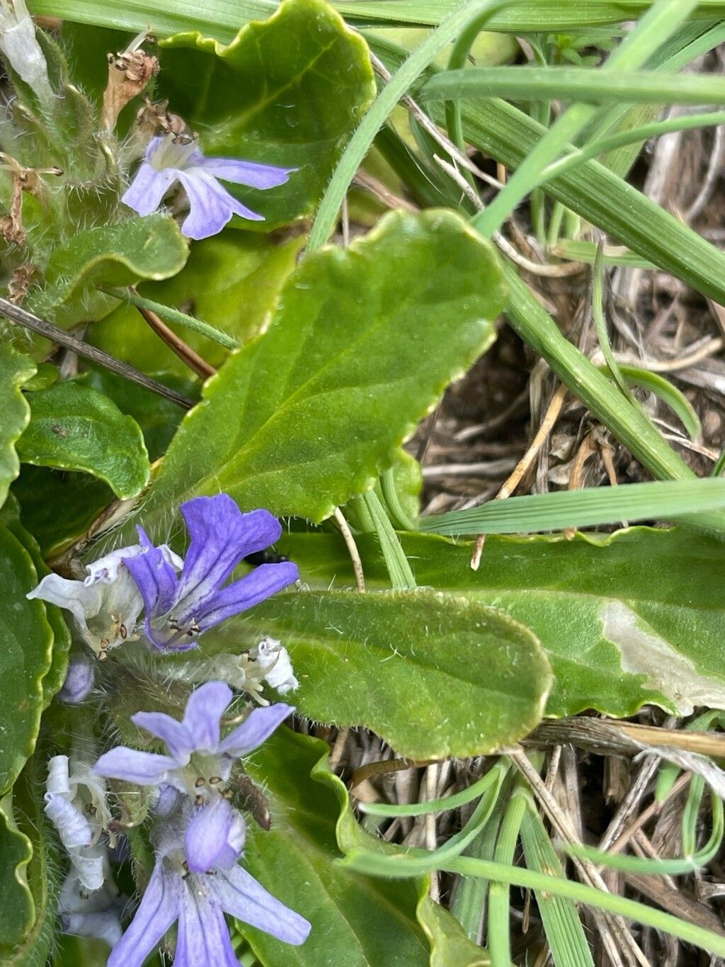 Ajuga tenorei — search result for 'Ajuga'