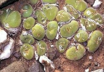 Gibbaeum pilosulum leaf