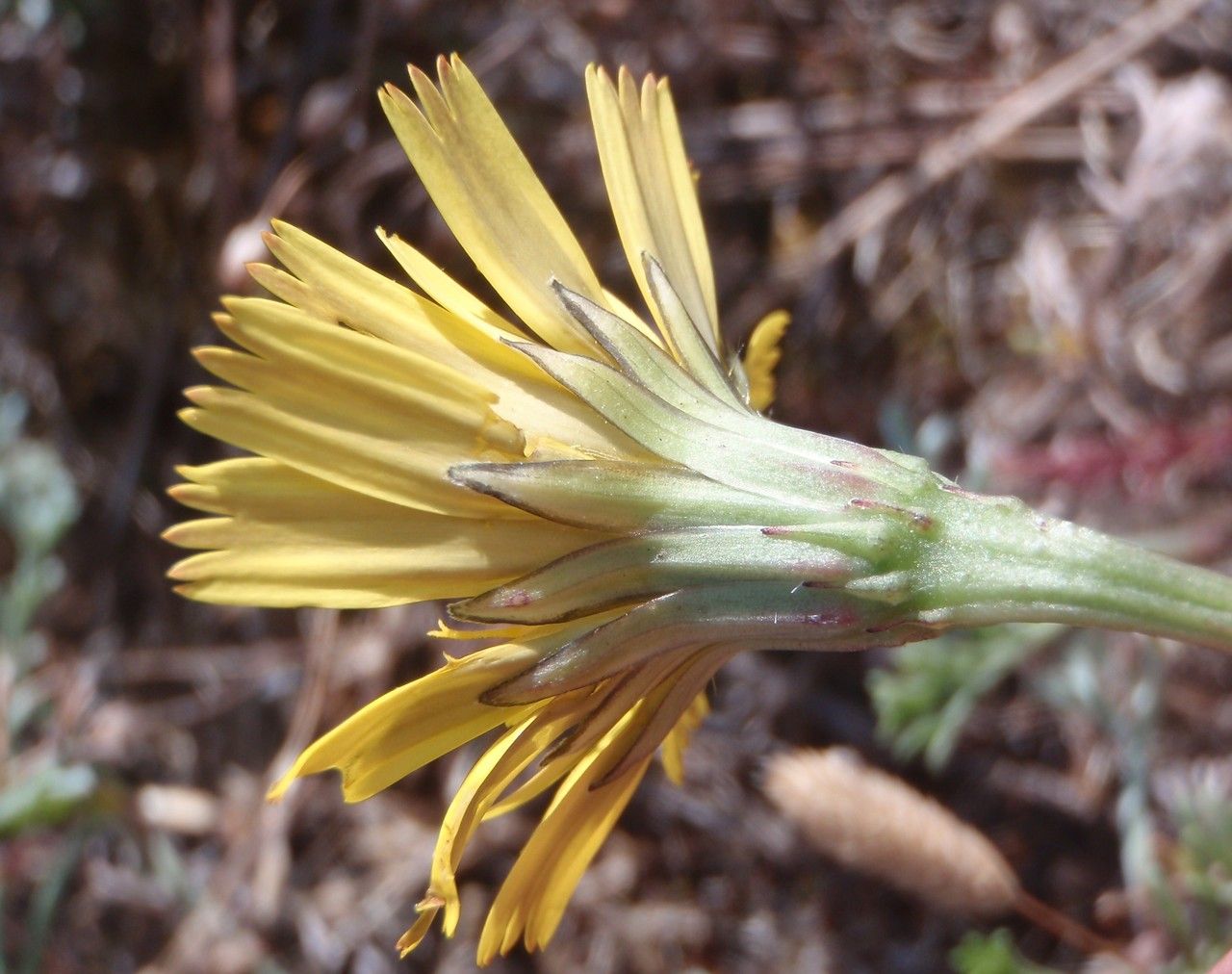 Taraxacum anglicum flower