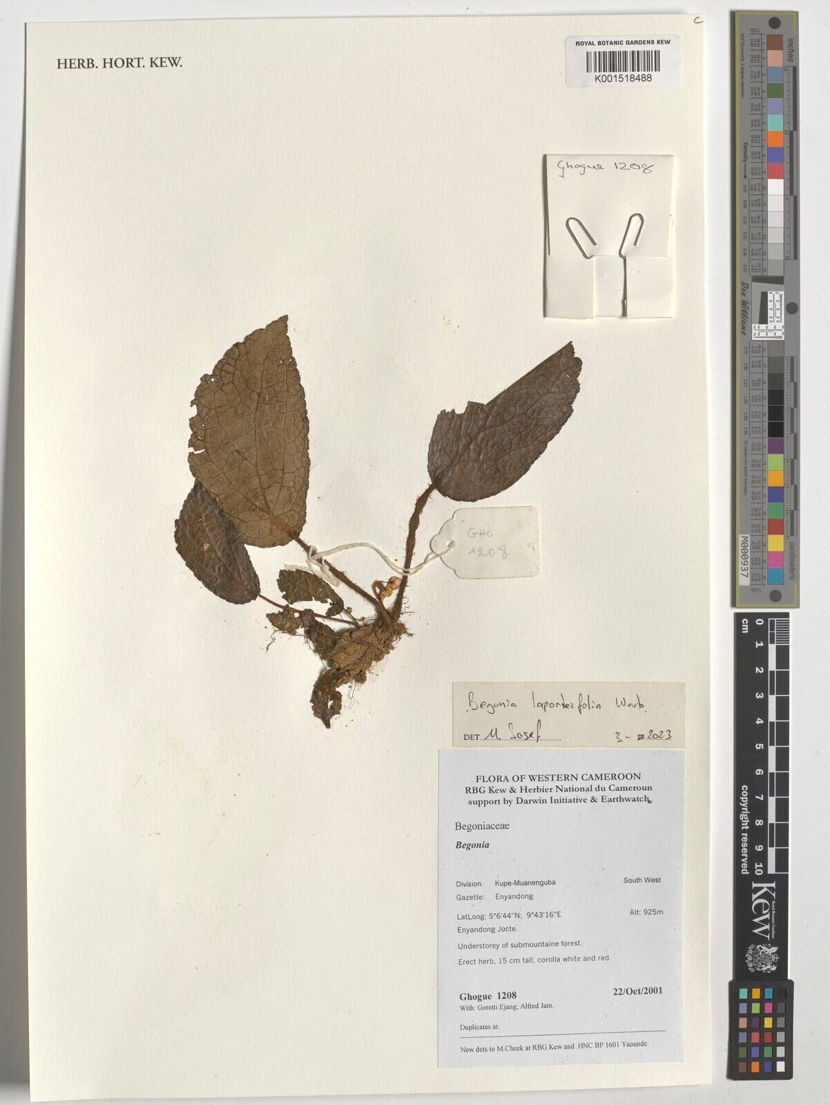 Begonia laporteifolia — houseplant care guide