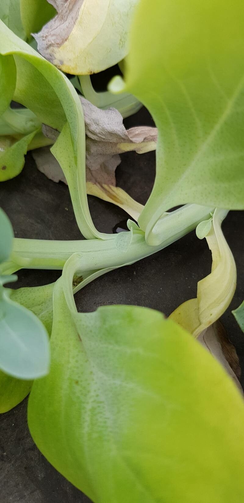 Mertensia maritima bark