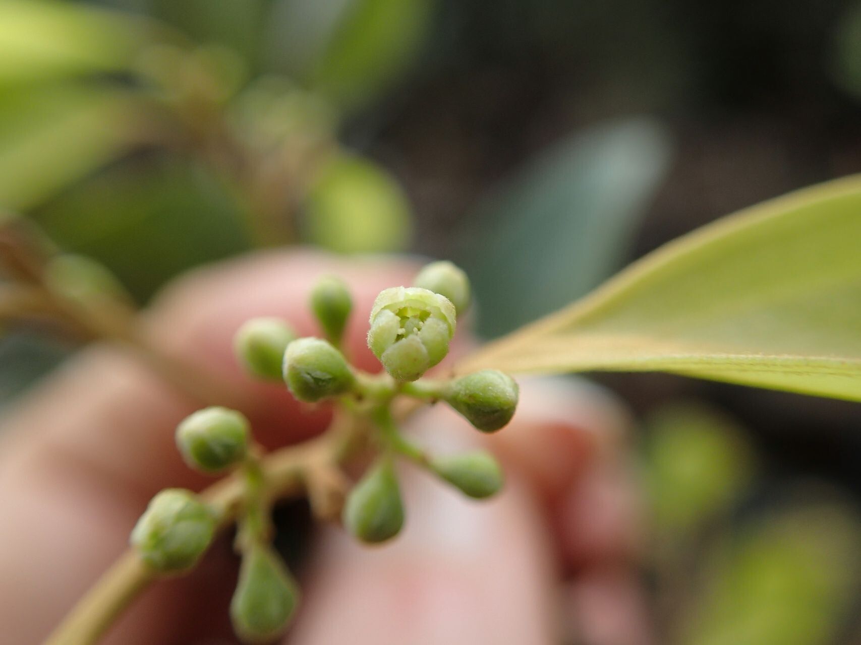 Cryptocarya transversa flower