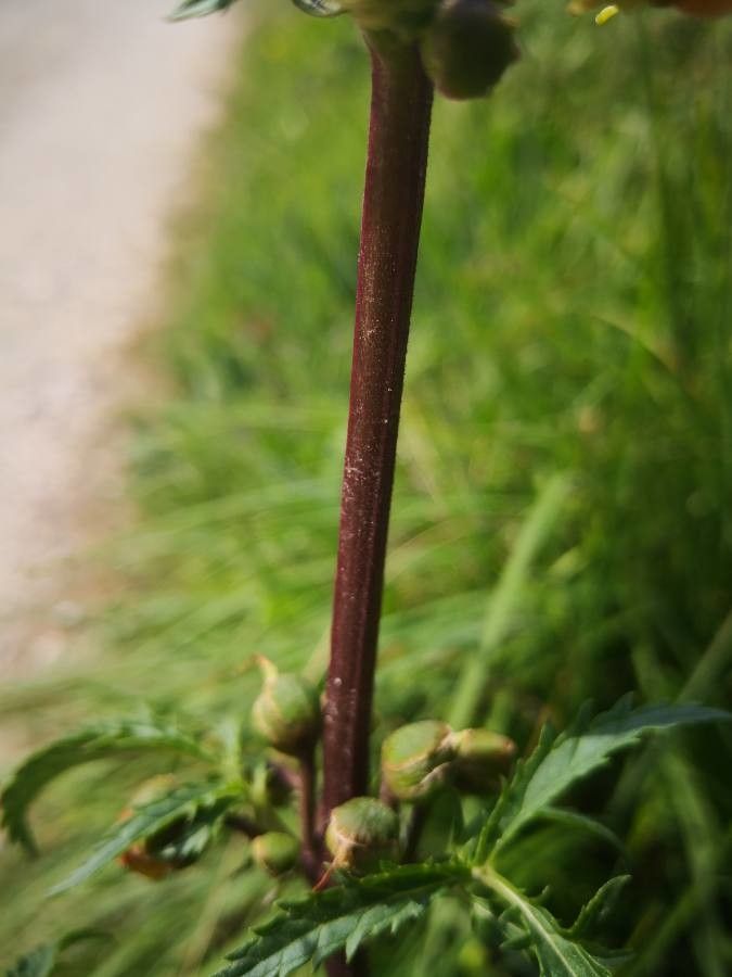 Scrophularia sambucifolia bark