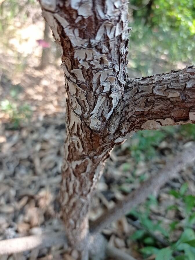 Echium nervosum bark