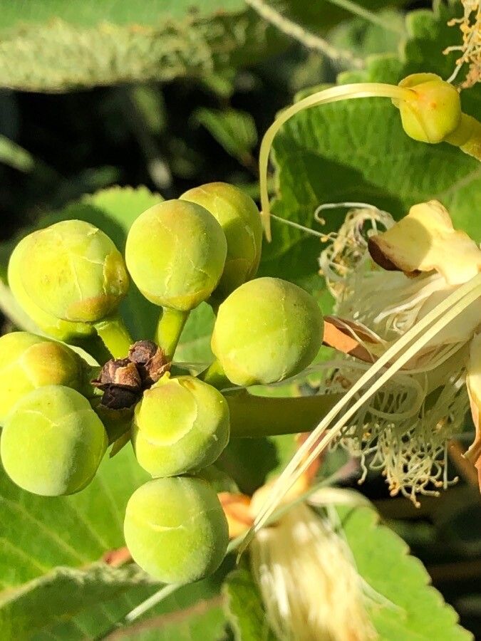 Caryocar brasiliense flower