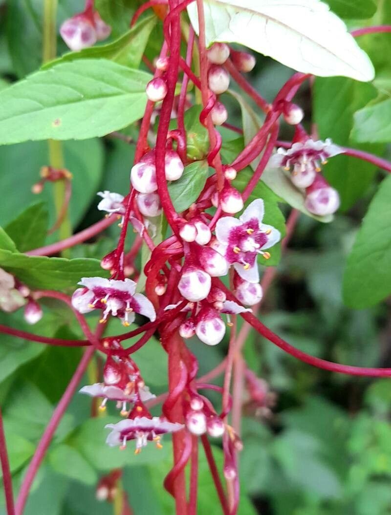 Cuscuta grandiflora flower