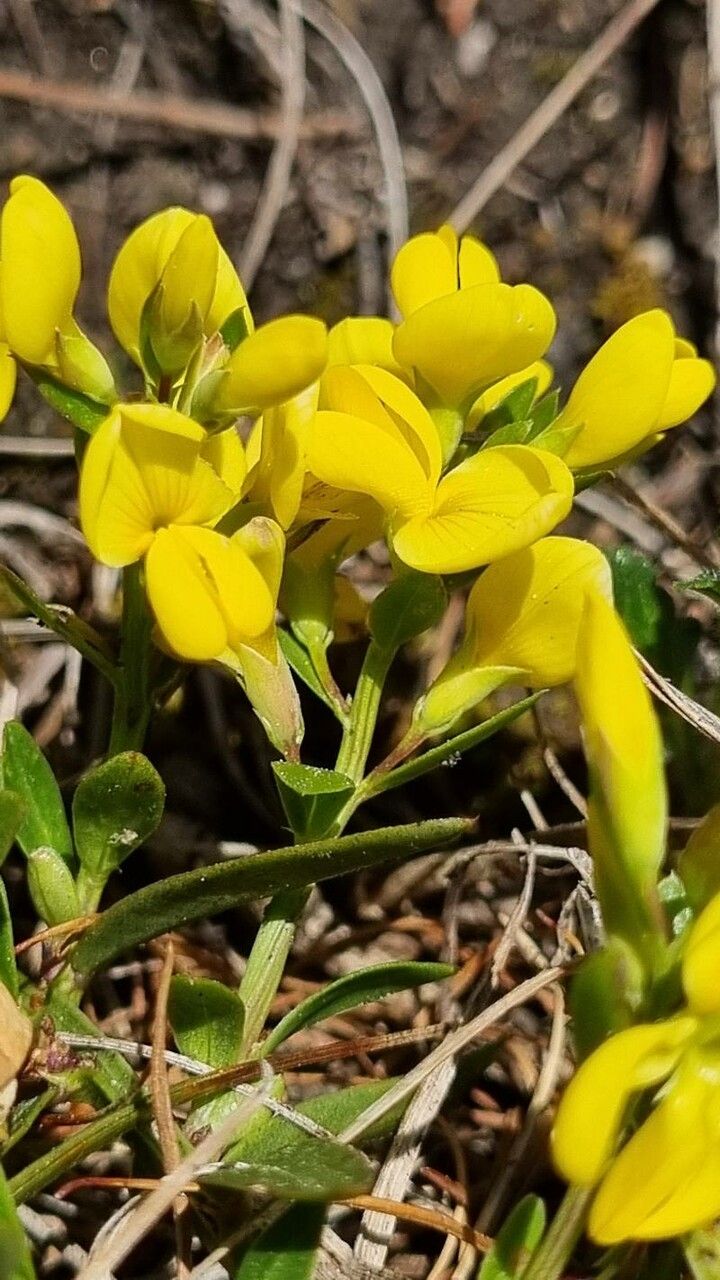 Genista januensis flower