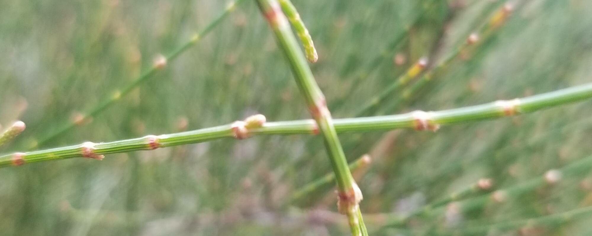 Allocasuarina paludosa — search result for 'Allocasuarina'
