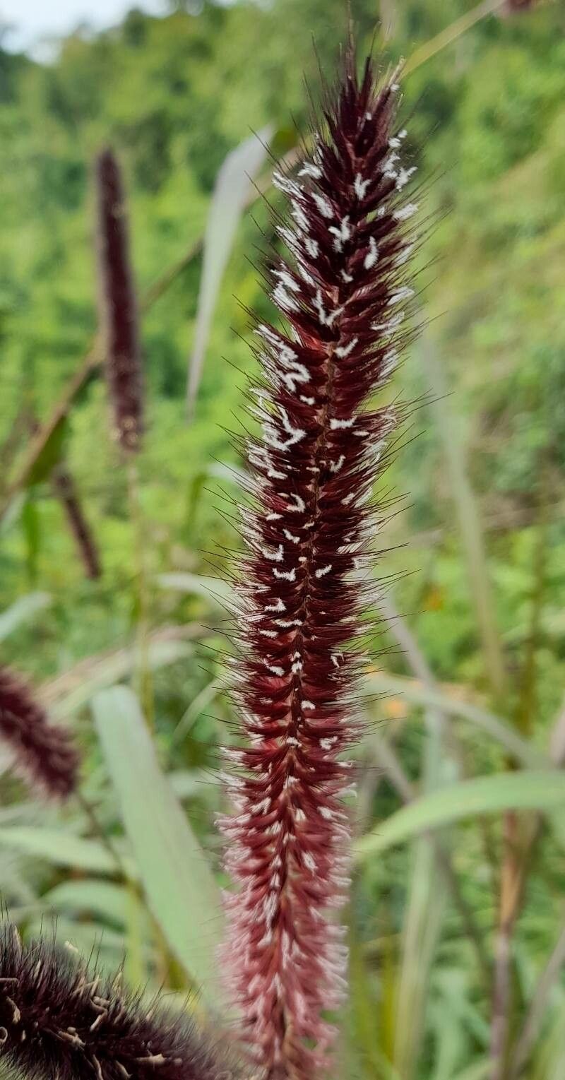 Pennisetum purpureum flower