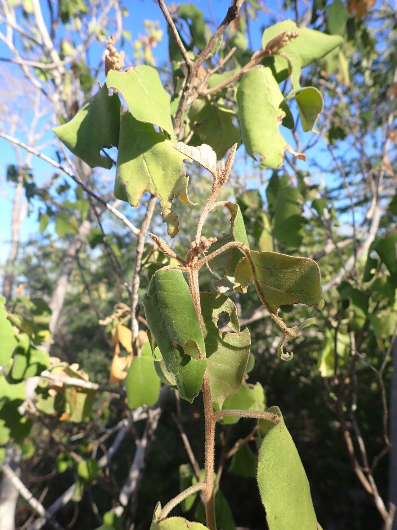 Croton mavoravina leaf