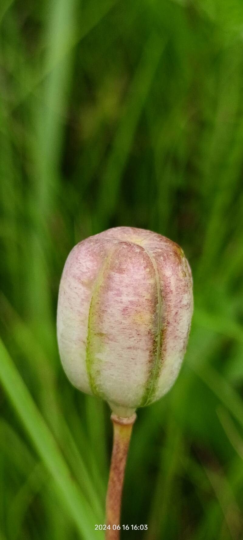 Fritillaria meleagroides fruit