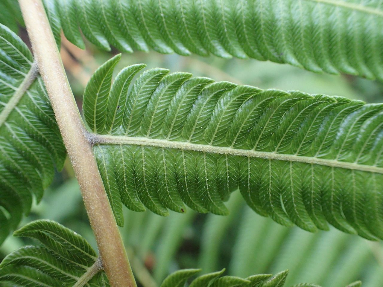 Sphaerostephanos elatus — related species from the same genus