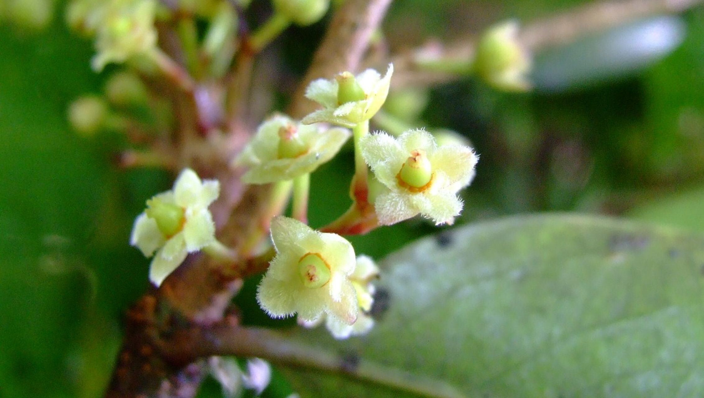 Lasiochlamys reticulata flower