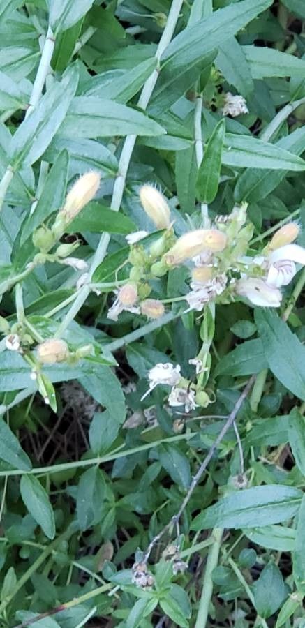 Keckiella breviflora fruit