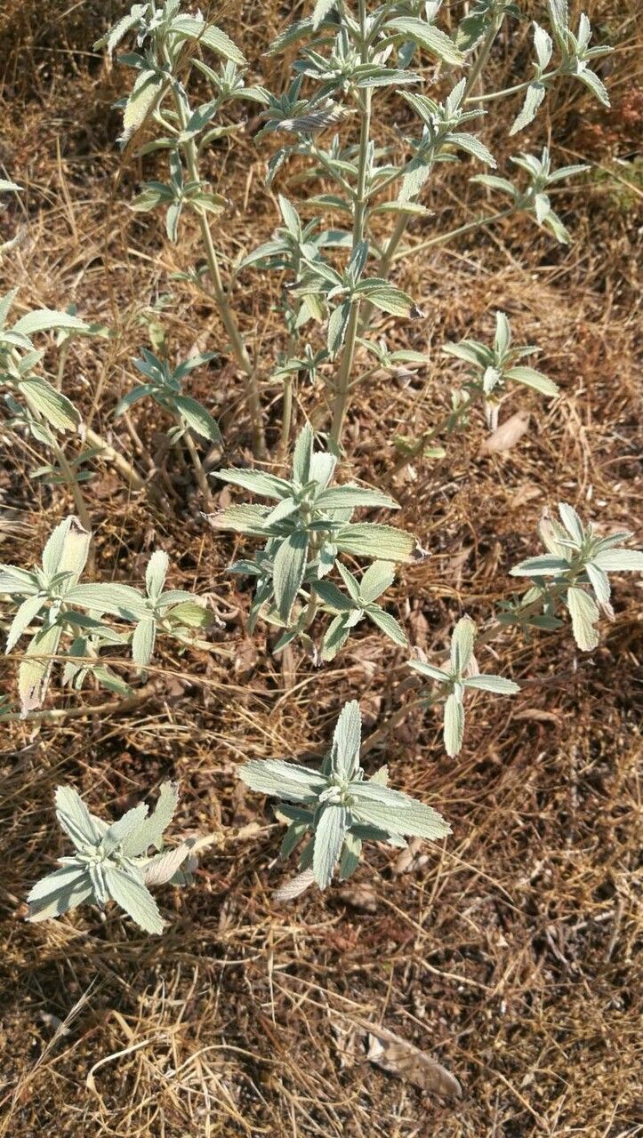 Marrubium peregrinum fruit