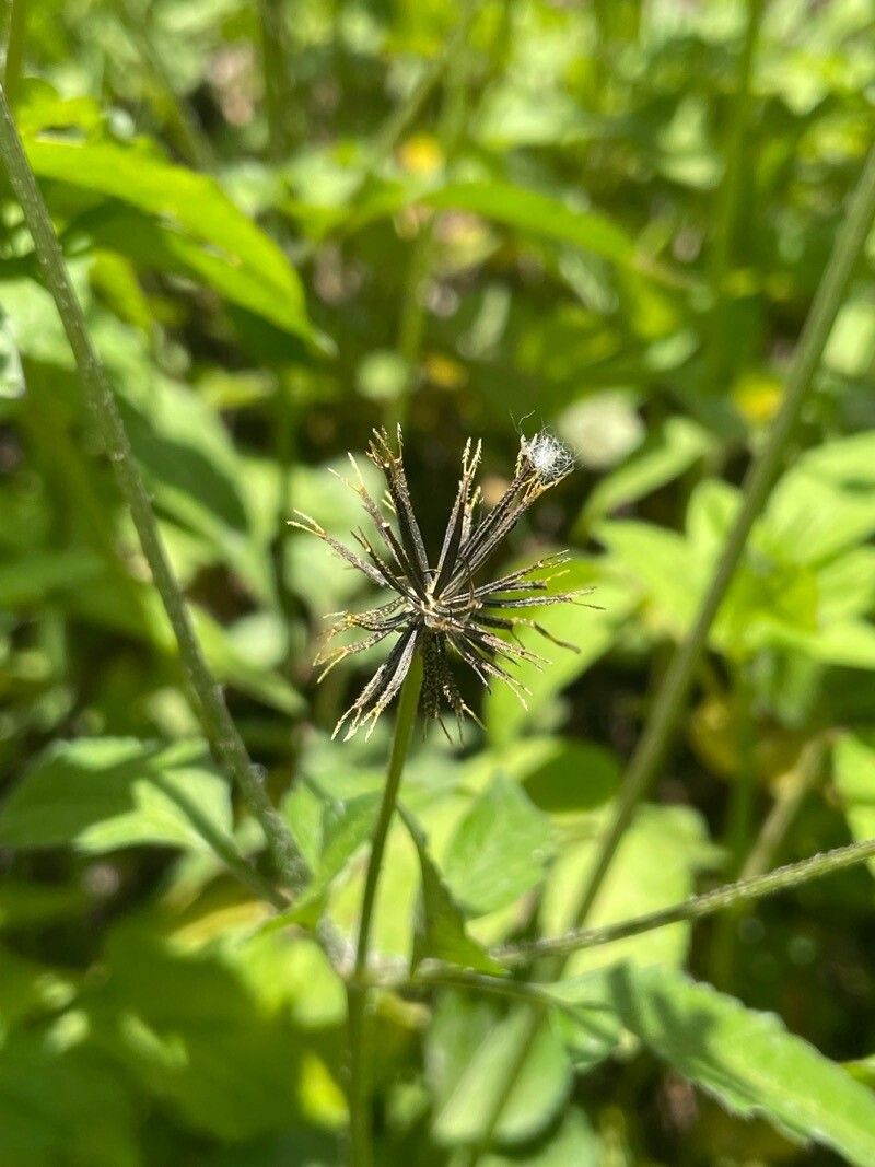 Bidens alba fruit