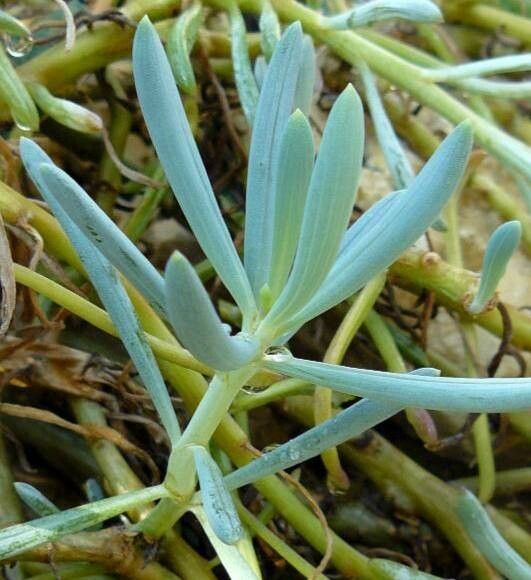 Curio ficoides — related species from the same genus