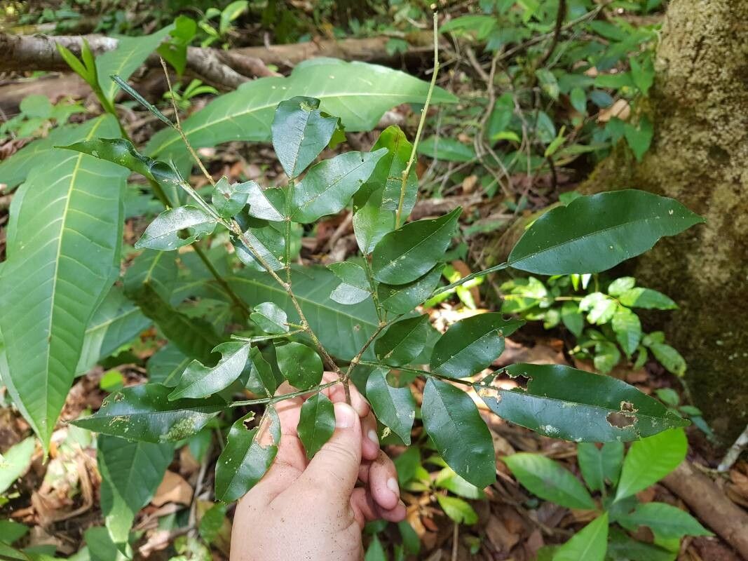 Swartzia picramnioides — houseplant care guide