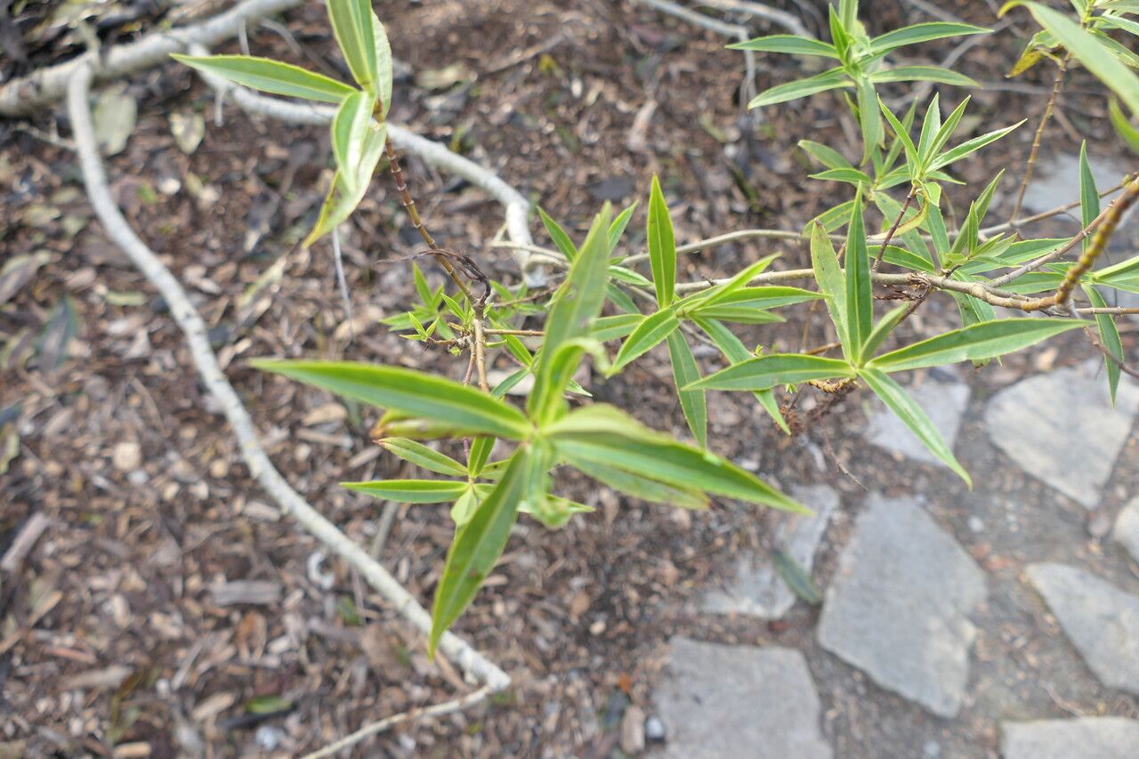 Veronica salicifolia — search result for 'Plantaginaceae'