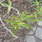 Veronica salicifolia