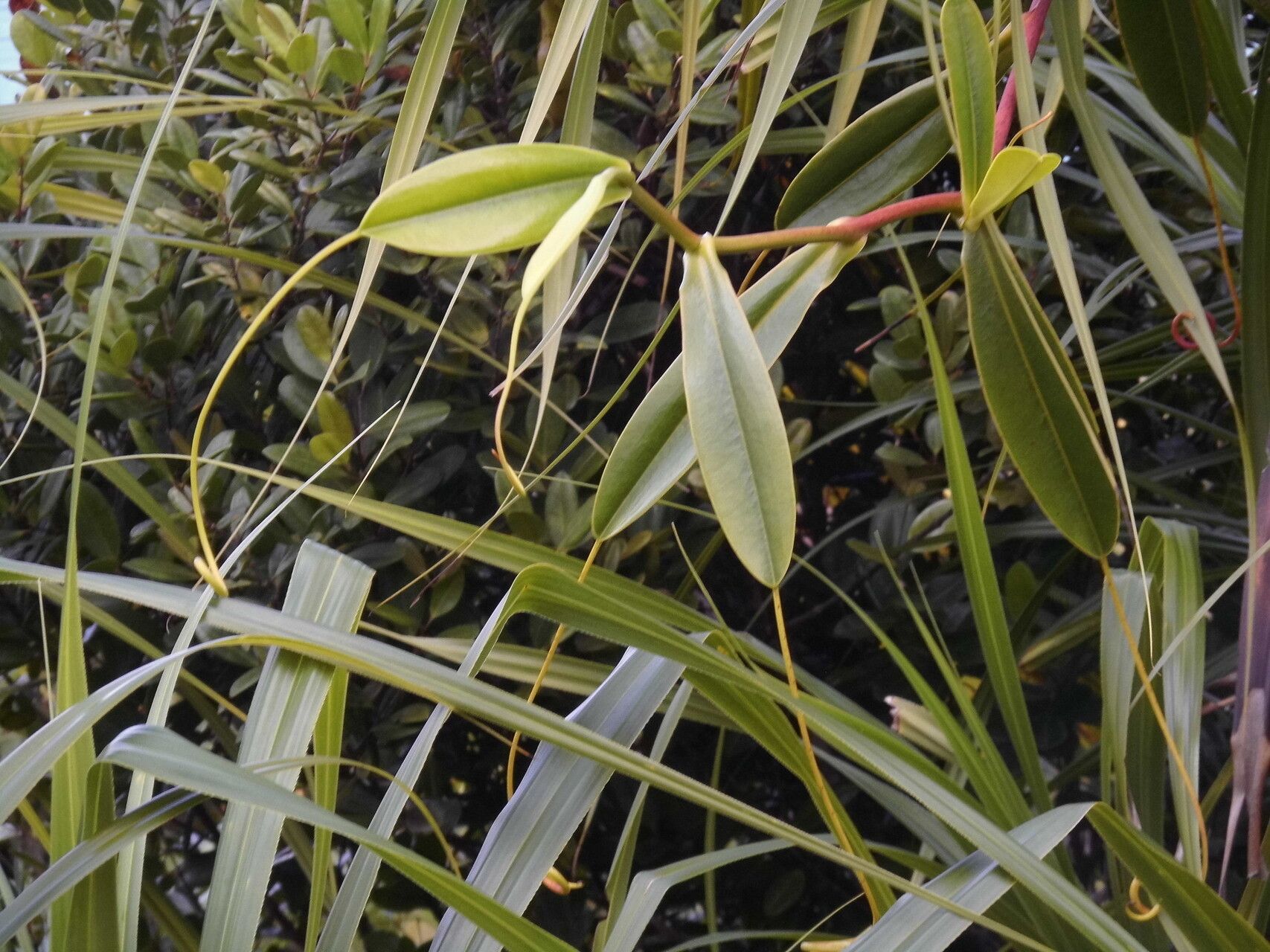 Nepenthes pervillei — search result for 'Nepenthes'