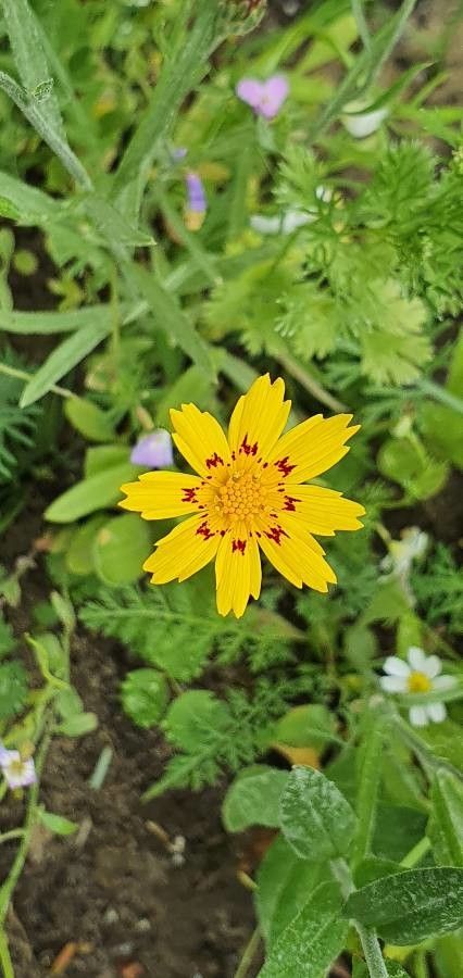 Coreopsis nuecensis — houseplant care guide