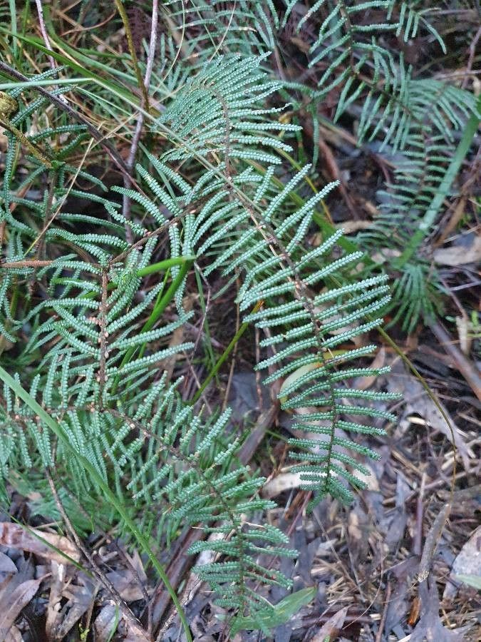Gleichenia dicarpa bark