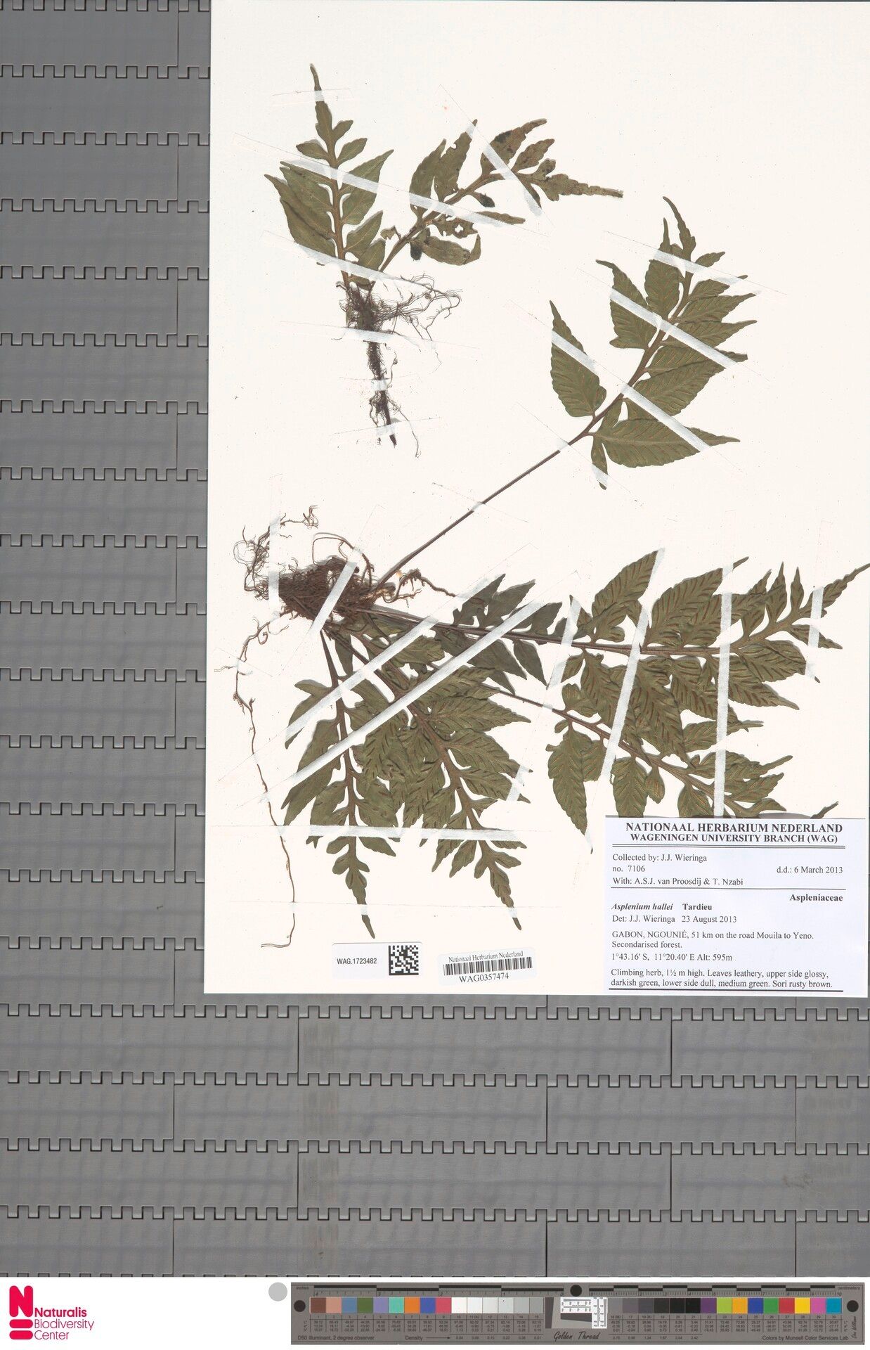 Asplenium hallei — houseplant care guide