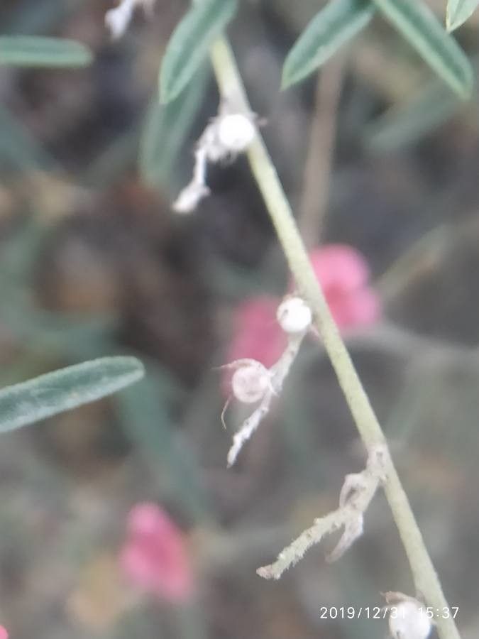 Indigofera miniata fruit