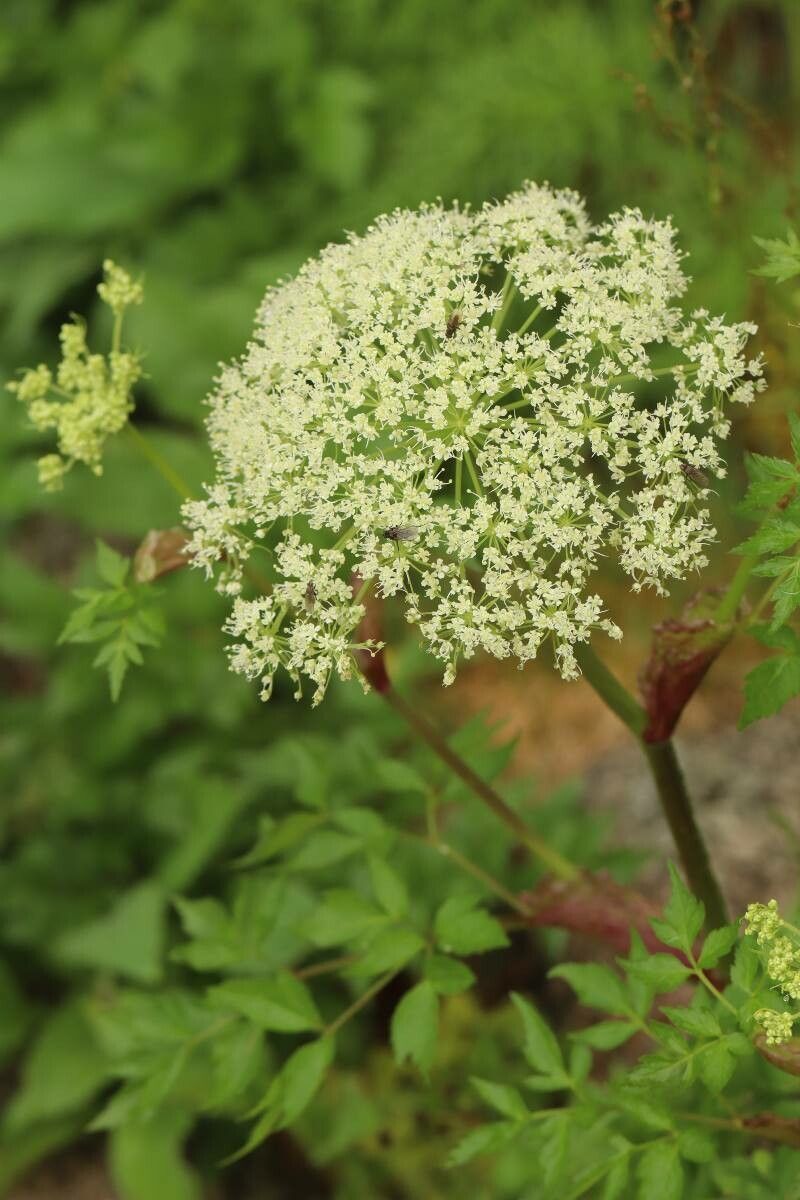 Angelica multisecta — search result for 'Angelica'