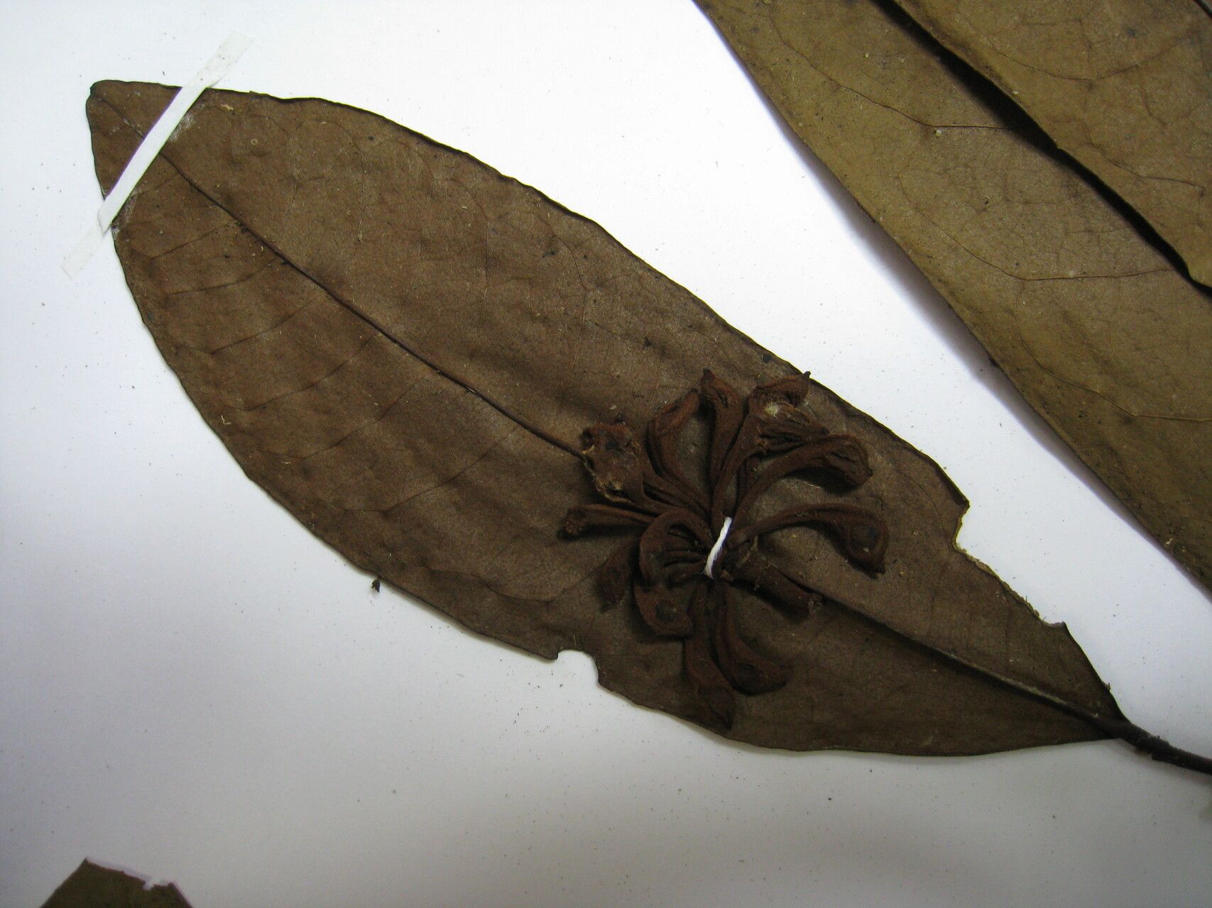 Anaxagorea acuminata — related species from the same genus