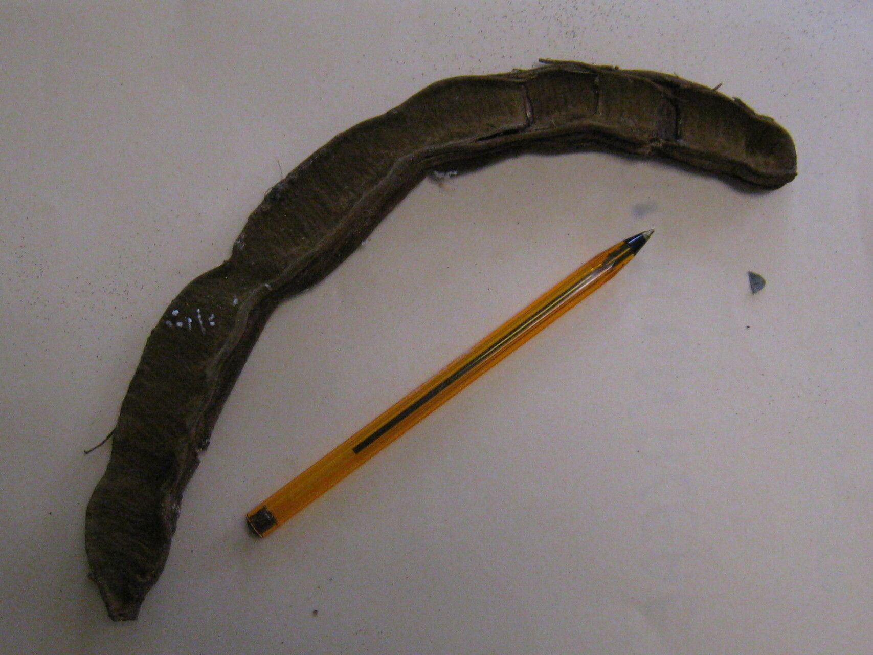 Inga rubiginosa fruit