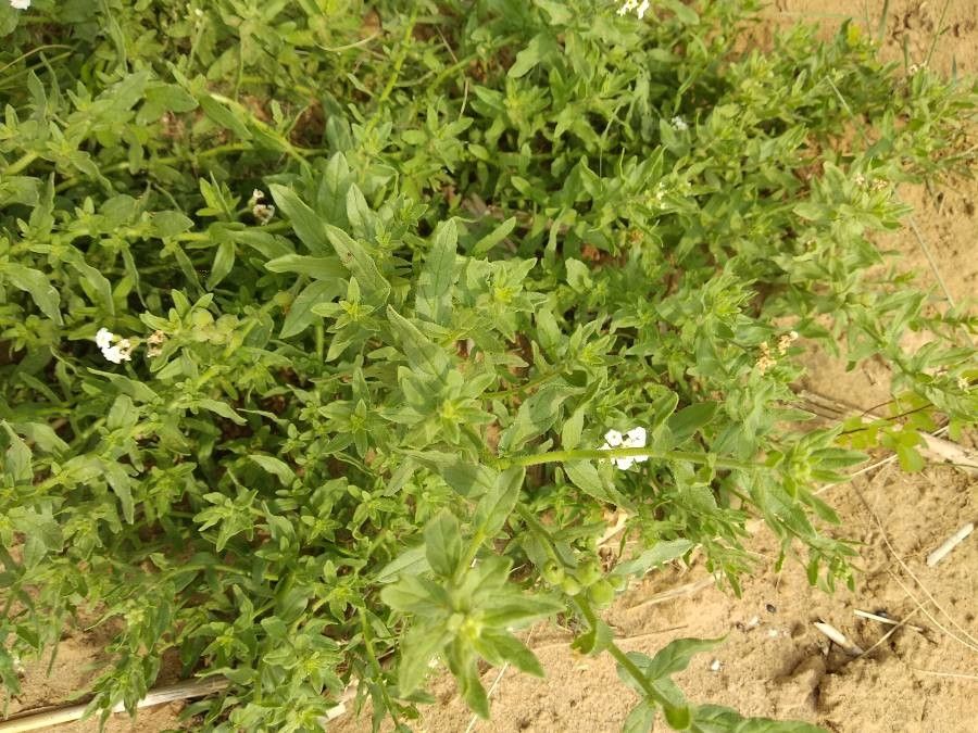 Heliotropium bacciferum — search result for 'Heliotropium'