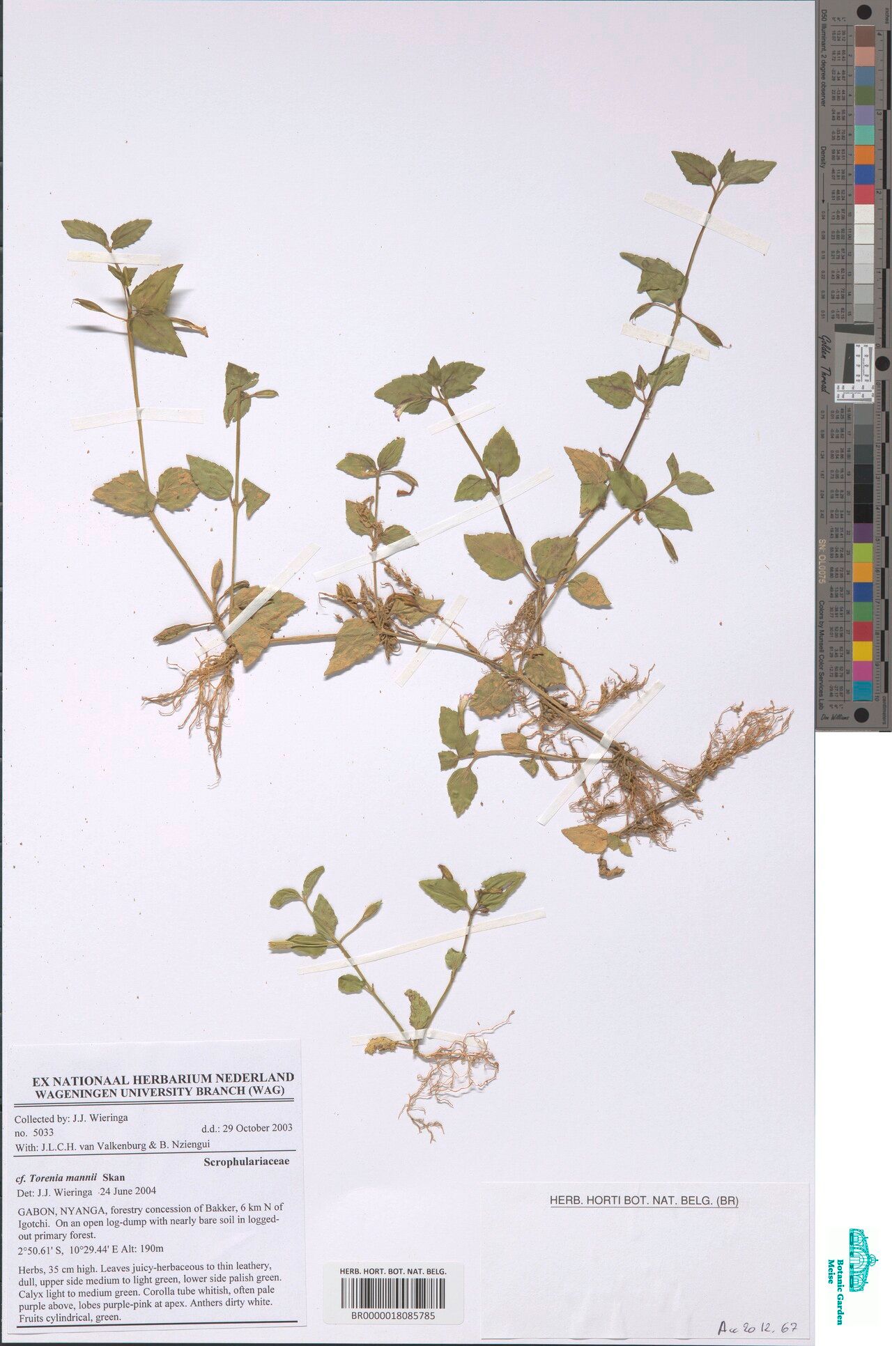 Torenia mannii — search result for 'Torenia'