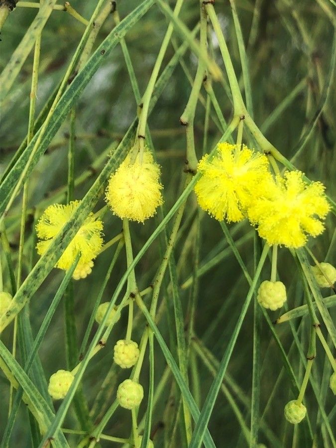 Acacia terminalis flower