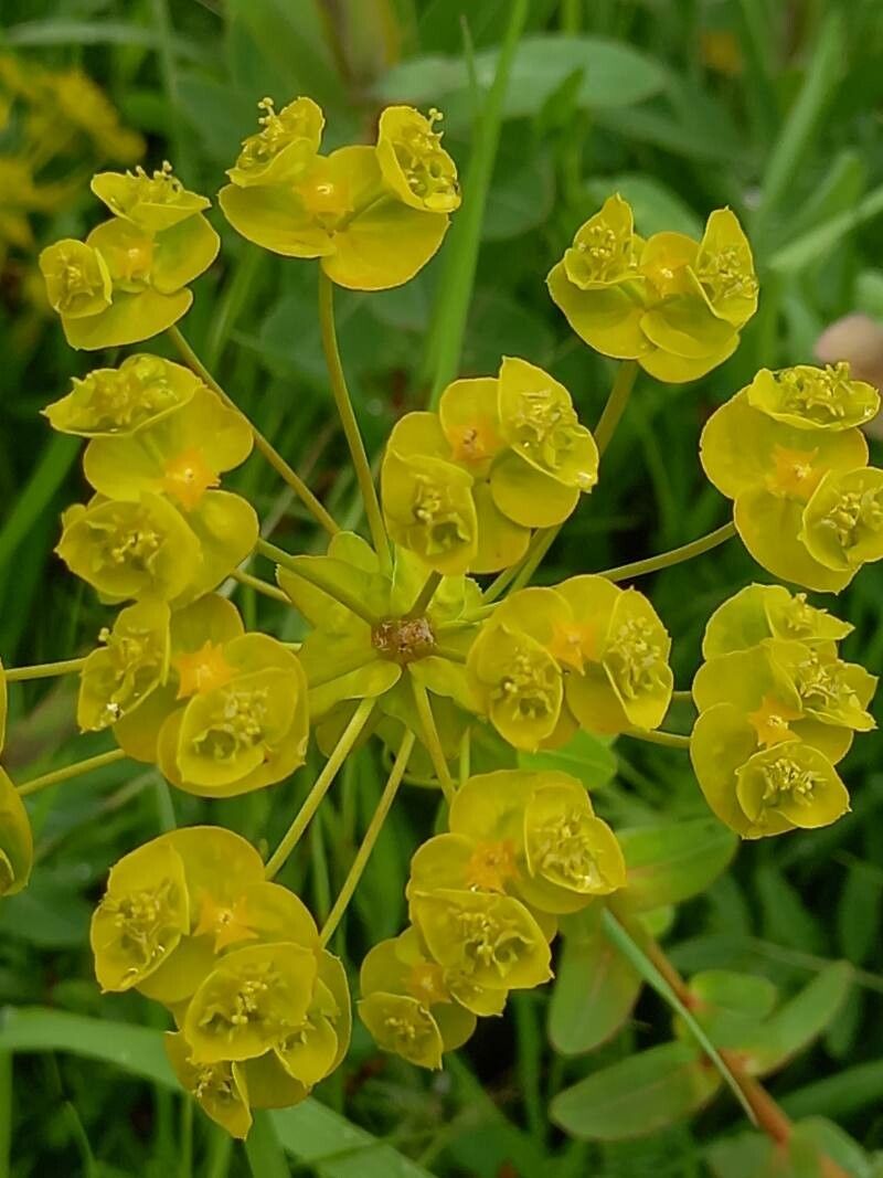 Euphorbia agraria flower