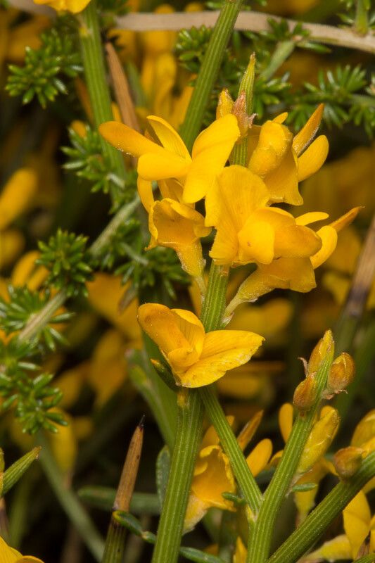 Genista sardoa flower