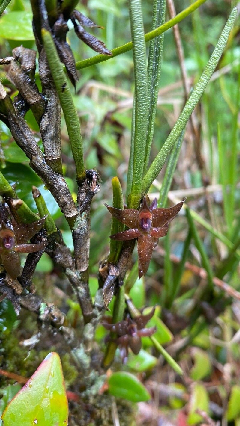 Epidendrum lancilabium flower