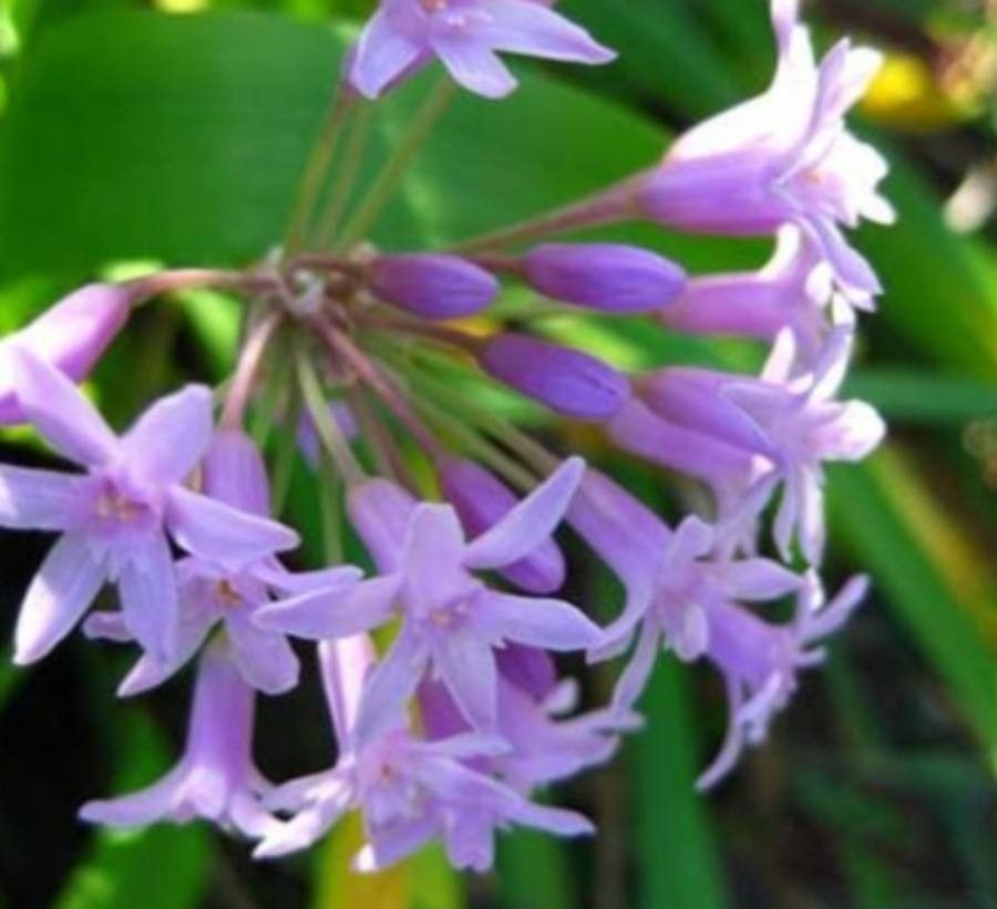 Tulbaghia simmleri — search result for 'Agapanthus'